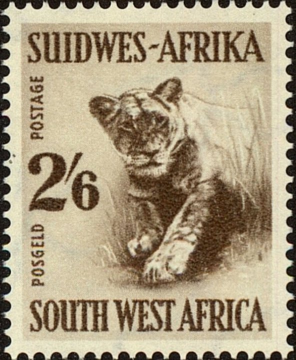 Lion (Panthera leo)