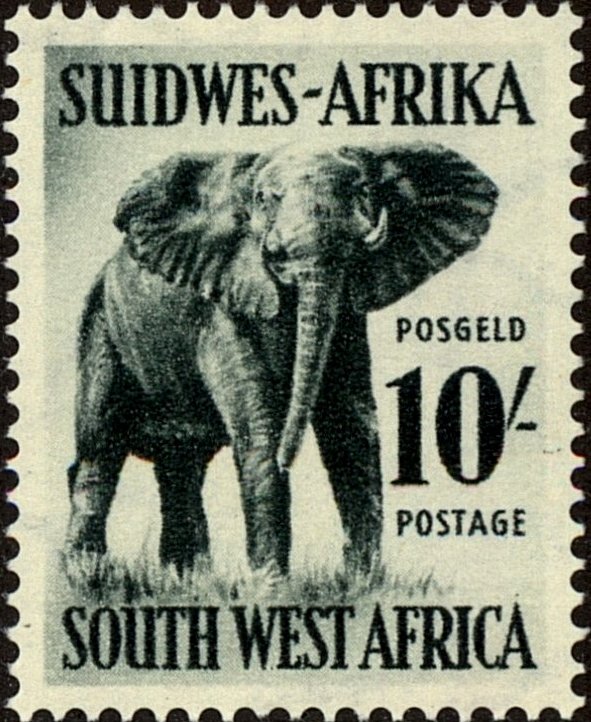 African Elephant (Loxodonta africana)