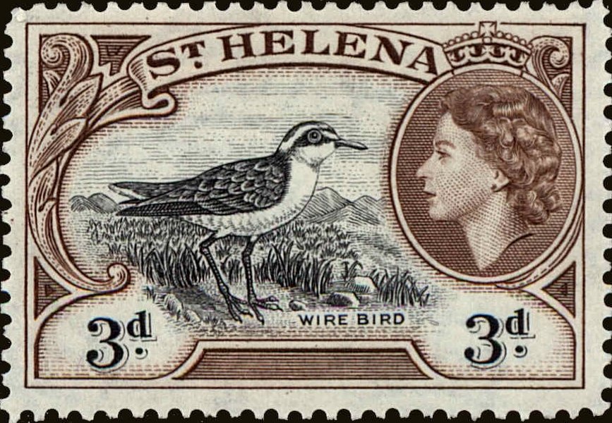 St Helena Plover (Charadrius sanctaehelenae)