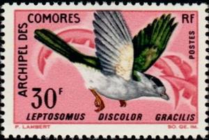 Stamp, Comoro Cuckoo Roller (Leptosomus discolor gracilis), Comoros,  , Birds