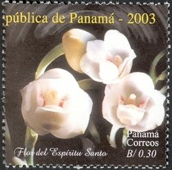 Peristeria elata