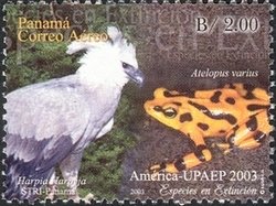 Harpy Eagle (Harpia harpyja), Clown Frog Atelopus varius