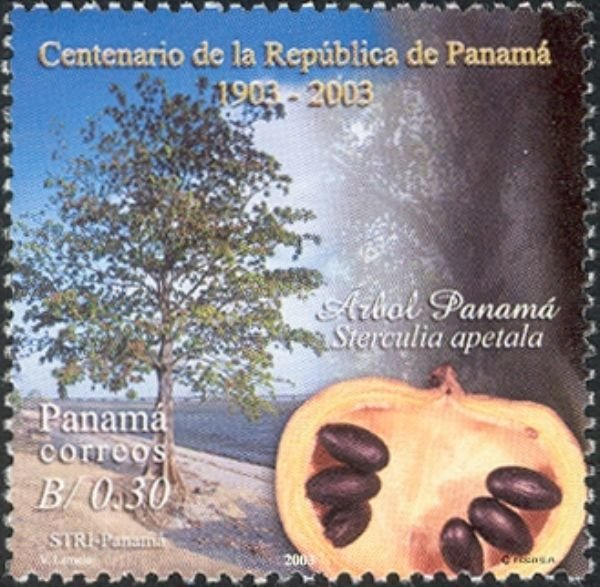 Sterculia apetala, national tree