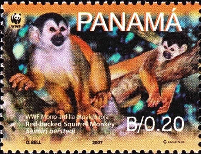 Red-backed Sqirrel Monkey (Saimiri oerstedii)
