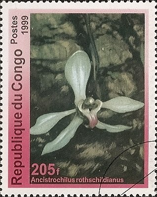 Ancistrochilus Rothschildianus