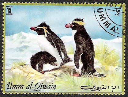 Macaroni Penguin (Eudyptes chrysolophus)