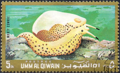 Warty Egg Cowrie (Calpurnus verrucosus)