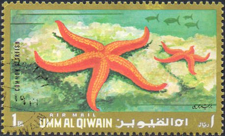 Common Starfish (Asterias rubens)