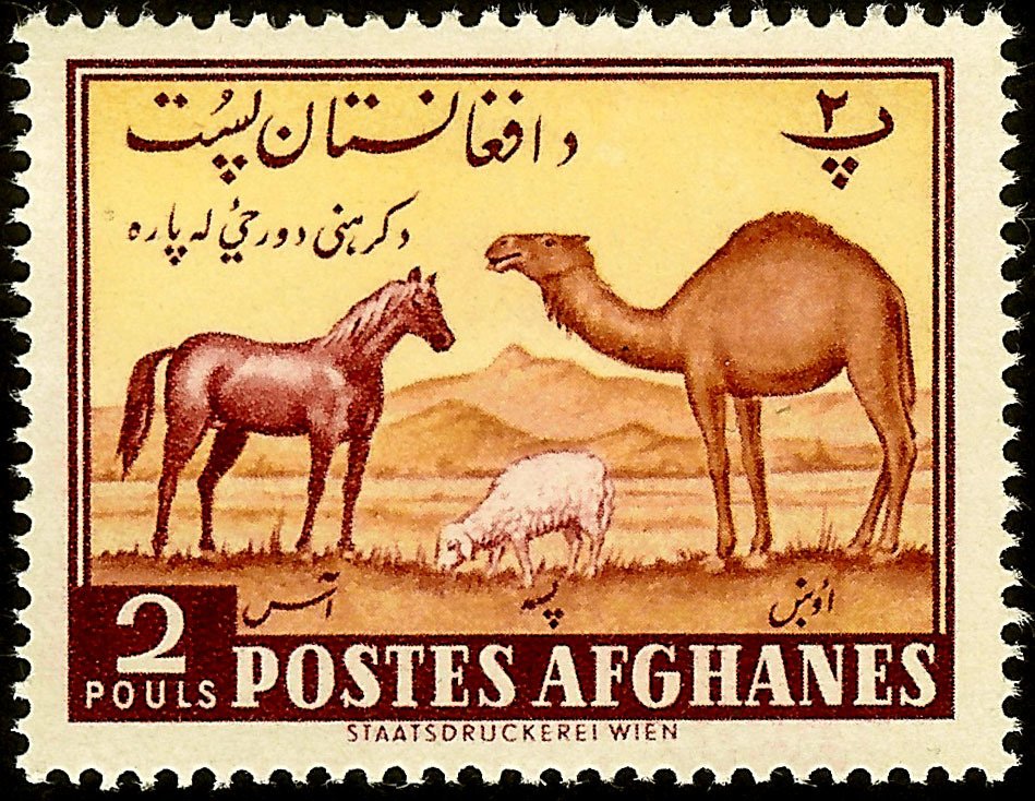 Horse (Equus ferus caballus), Dromedary (Camelus dromedarius