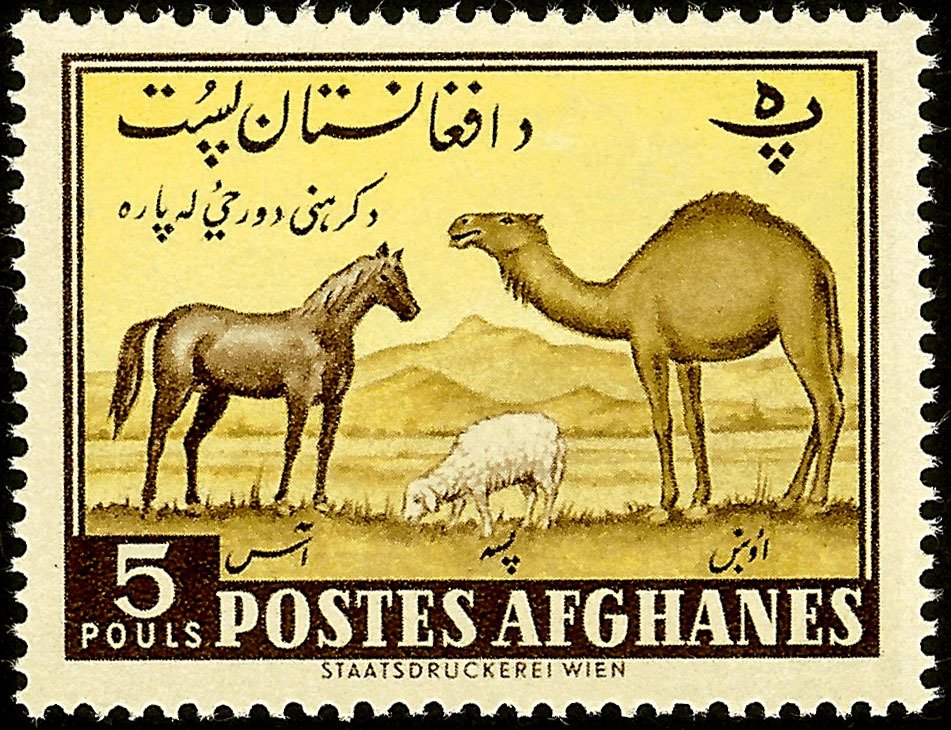 Horse (Equus ferus caballus), Dromedary (Camelus dromedarius