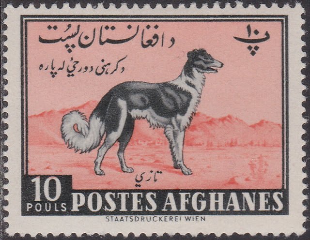 Afghan Hound (Canis lupus familiaris)