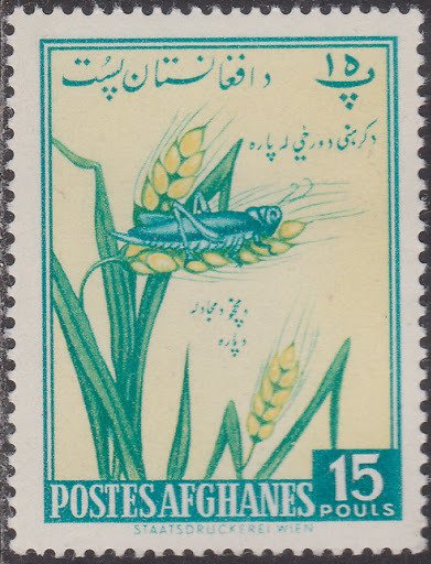 Grain and grasshopper