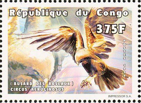 Western Marsh Harrier (Circus aeruginosus)