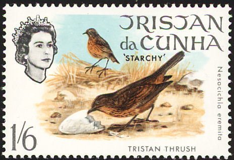 Tristan Thrush (Nesocichla eremita)