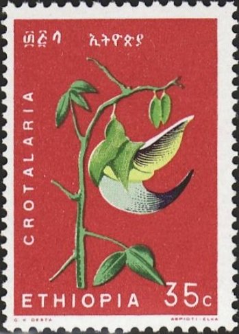 Parrot’s-beak