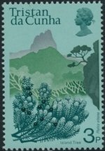 Island tree