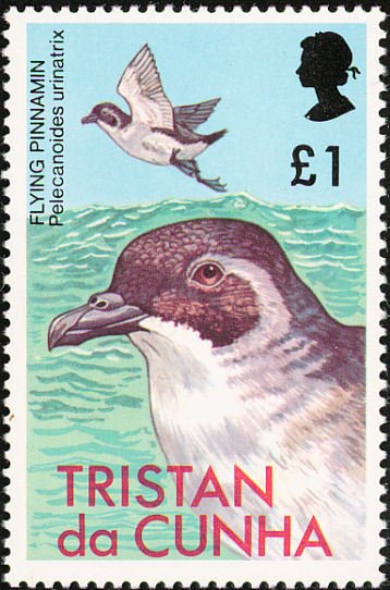 Common Diving-petrel (Pelecanoides urinatrix)