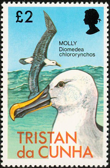 Atlantic Yellow-nosed Albatross (Diomedea chlororhynchos) 
