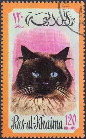 Persian (Felis silvestris catus)