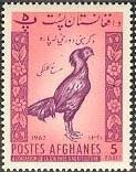 Afghan Rooster (Gallus gallus domesticus)