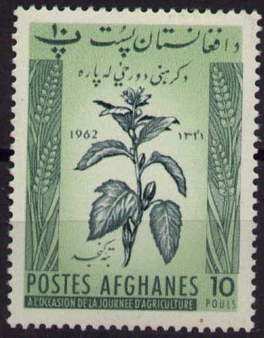 Jute plant