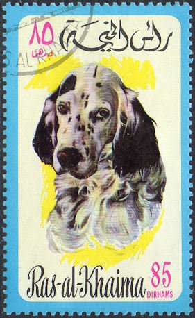 English Setter (Canis lupus familiaris)