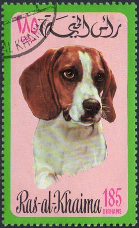 Beagle (Canis lupus familiaris)