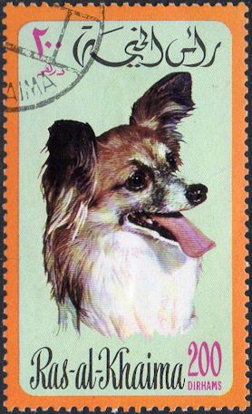 Papillon (Canis lupus familiaris)