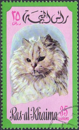 Cat (Felis silvestris catus)