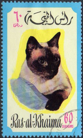 Siamese Cat (Felis silvestris catus)