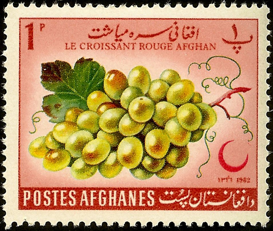 Vitis vinifera