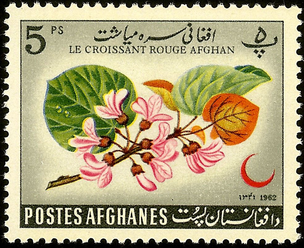 Cercis siliquastrum
