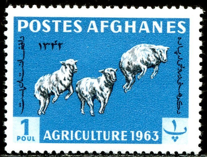 Karakul Sheep (Ovis ammon aries)