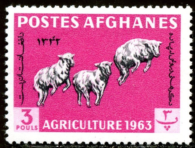 Karakul Sheep (Ovis ammon aries)
