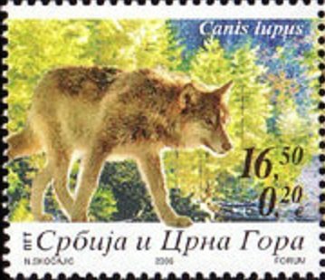 Wolf (Canis lupus)