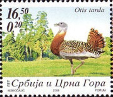 Great Bustard (Otis tarda)