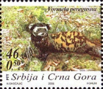 Marbled Polecat (Vormela peregusna)