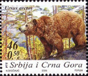 Brown Bear (Ursus arctos)
