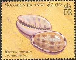 Kitten Cowrie (Cypraea felina)