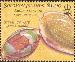 Stolid Cowrie (Cypraea stolida), Eroded Cowrie (Cypraea eros