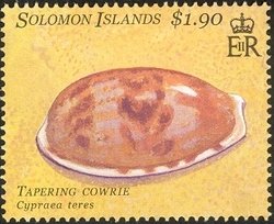 Tapering Cowrie (Cypraea teres)