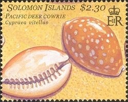 Pacific Deer Cowrie (Cypraea vitellus) 