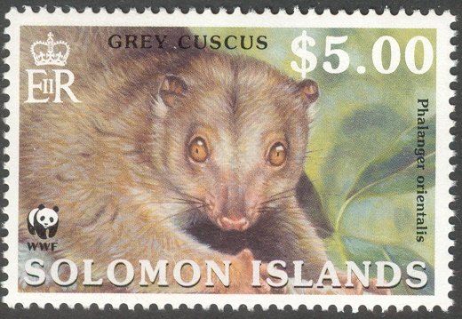 Grey Cuscus (Phalanger orientalis)