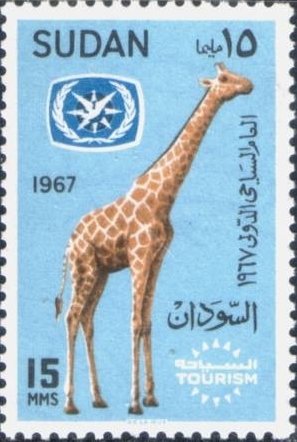 Reticulated Giraffe (Giraffa camelopardalis reticulata)