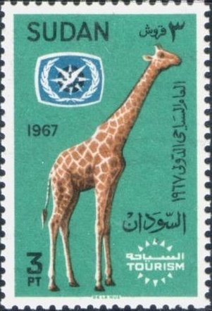 Reticulated Giraffe (Giraffa camelopardalis reticulata)