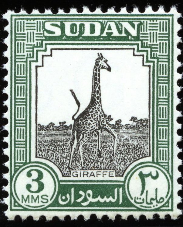 Giraffe (Giraffa camelopardalis)