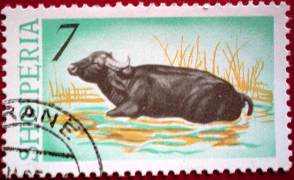 Domestic Water Buffalo (Bubalus arnee bubalis)