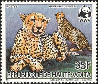 Cheetah (Acinonyx jubatus)
