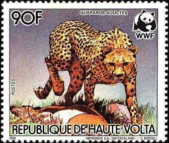 Cheetah (Acinonyx jubatus)