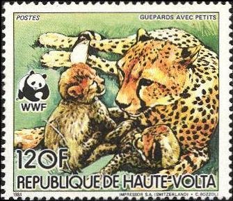 Cheetah (Acinonyx jubatus)